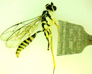  ( - IAvH-TRI-MAL248-HYM-0025.1)  @11 [ ] Copyright (2099) Instituto de Investigacion Alexander von Humboldt (IAvH) Instituto de Investigacion Alexander von Humboldt (IAvH)