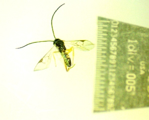  ( - IAvH-TRI-MAL248-HYM-0026.1)  @11 [ ] Copyright (2104) Instituto de Investigacion Alexander von Humboldt (IAvH) Instituto de Investigacion Alexander von Humboldt (IAvH)