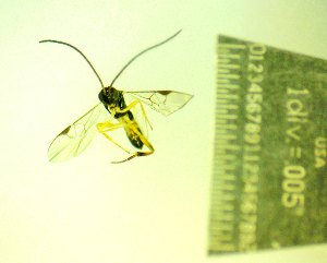  ( - IAvH-TRI-MAL248-HYM-0026.1)  @11 [ ] Copyright (2105) Instituto de Investigacion Alexander von Humboldt (IAvH) Instituto de Investigacion Alexander von Humboldt (IAvH)