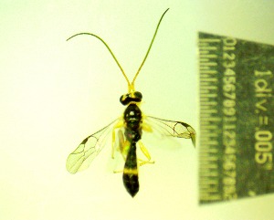  ( - IAvH-TRI-MAL248-HYM-0026.2)  @11 [ ] Copyright (2106) Instituto de Investigacion Alexander von Humboldt (IAvH) Instituto de Investigacion Alexander von Humboldt (IAvH)