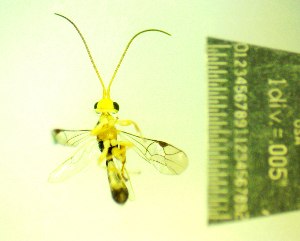  ( - IAvH-TRI-MAL248-HYM-0026.2)  @11 [ ] Copyright (2107) Instituto de Investigacion Alexander von Humboldt (IAvH) Instituto de Investigacion Alexander von Humboldt (IAvH)