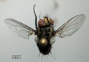  ( - IAvH-TRI-DIPG063)  @11 [ ] Copyright (c) (2022) Wilber Lopez Instituto de Investigaciones Alexander von Humboldt (IAvH)