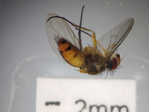  ( - IAvH-TRI-DIPG1055)  @11 [ ] Copyright (c) (2022) Wilber Lopez Instituto de Investigaciones Alexander von Humboldt (IAvH)