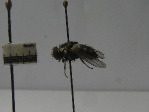  ( - IAvH-TRI-DIPG1115)  @11 [ ] Copyright (c) (2022) Wilber Lopez Instituto de Investigaciones Alexander von Humboldt (IAvH)
