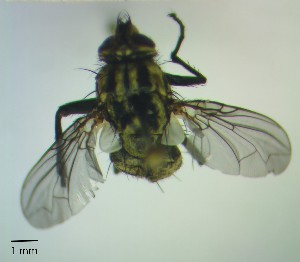  ( - IAvH-TRI-DIPG1296)  @11 [ ] Copyright (c) (2022) Wilber Lopez Instituto de Investigaciones Alexander von Humboldt (IAvH)