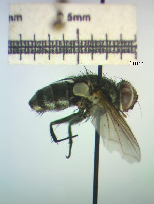  ( - IAvH-TRI-DIPG185)  @11 [ ] Copyright (c) (2022) Wilber Lopez Instituto de Investigaciones Alexander von Humboldt (IAvH)