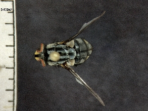  ( - IAvH-TRI-DIPG507)  @11 [ ] Copyright (c) (2022) Wilber Lopez Instituto de Investigaciones Alexander von Humboldt (IAvH)