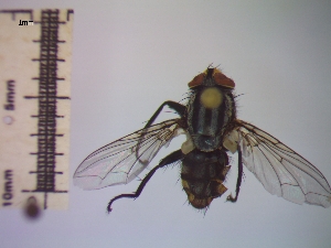  ( - IAvH-TRI-DIPG669)  @11 [ ] Copyright (c) (2022) Wilber Lopez Instituto de Investigaciones Alexander von Humboldt (IAvH)