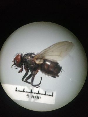  ( - IAvH-TRI-MAL206-DIP-0071.1)  @11 [ ] Copyright (2023) Instituto de Investigacion Alexander von Humboldt (IAvH) Instituto de Investigacion Alexander von Humboldt (IAvH)