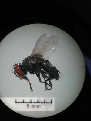  ( - IAvH-TRI-MAL207-DIP-0077.4)  @11 [ ] Copyright (2023) Instituto de Investigacion Alexander von Humboldt (IAvH) Instituto de Investigacion Alexander von Humboldt (IAvH)