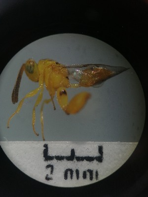  ( - IAvH-TRI-MAL224-HYM-0107)  @11 [ ] Copyright (2023) Instituto de Investigacion Alexander von Humboldt (IAvH) Instituto de Investigacion Alexander von Humboldt (IAvH)