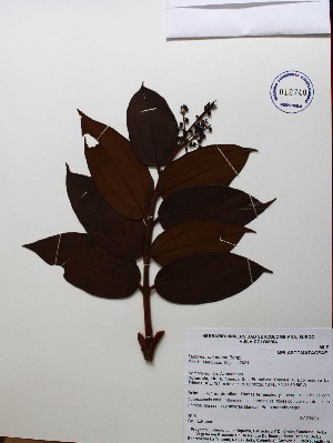  (Miconia rubiginosa - IAvH-TRI-LDPH056)  @11 [ ] Copyrigth (2021) Instituto de Investigaciones Alexander von Humboldt (IAvH) Instituto de Investigaciones Alexander von Humboldt (IAvH)