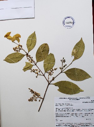  (Bunchosia nitida - IAvH-TRI-LDPH099)  @11 [ ] Copyrigth (2021) Instituto de Investigaciones Alexander von Humboldt (IAvH) Instituto de Investigaciones Alexander von Humboldt (IAvH)