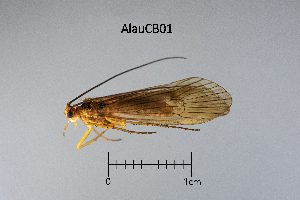  ( - AlauCB)  @11 [ ] by (2025) Omar Lodovici Museo Civico Scienze Naturali Bergamo