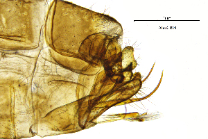  (Allogamus ausoniae - AlauCB)  @11 [ ] by (2025) Omar Lodovici Museo Civico Scienze Naturali Bergamo