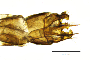  ( - AlauCB)  @11 [ ] by (2025) Omar Lodovici Museo Civico Scienze Naturali Bergamo