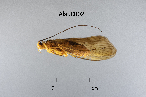  ( - AlauCB)  @11 [ ] by (2025) Omar Lodovici Museo Civico Scienze Naturali Bergamo