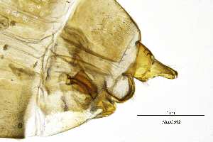  ( - AlauCB)  @11 [ ] by (2025) Omar Lodovici Museo Civico Scienze Naturali Bergamo