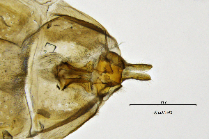  ( - AlauCB)  @11 [ ] by (2025) Omar Lodovici Museo Civico Scienze Naturali Bergamo