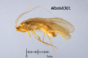  ( - AlboMO)  @11 [ ] by (2025) Omar Lodovici Museo Civico Scienze Naturali Bergamo