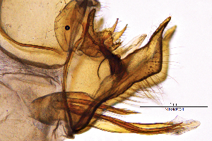  (Allogamus botosaneanui - AlboMO)  @11 [ ] by (2025) Omar Lodovici Museo Civico Scienze Naturali Bergamo