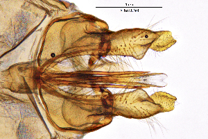  ( - AlboMO)  @11 [ ] by (2025) Omar Lodovici Museo Civico Scienze Naturali Bergamo
