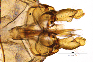  ( - AlboMO)  @11 [ ] by (2025) Omar Lodovici Museo Civico Scienze Naturali Bergamo