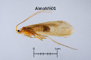  ( - AlmoME)  @11 [ ] by (2025) Omar Lodovici Museo Civico Scienze Naturali Bergamo