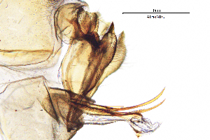  (Allogamus morettii - AlmoME)  @11 [ ] by (2025) Omar Lodovici Museo Civico Scienze Naturali Bergamo