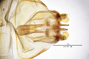  ( - AlmoME)  @11 [ ] by (2025) Omar Lodovici Museo Civico Scienze Naturali Bergamo