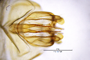  ( - AlmoME)  @11 [ ] by (2025) Omar Lodovici Museo Civico Scienze Naturali Bergamo