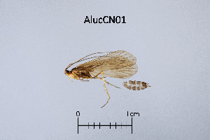  ( - AlucCN)  @11 [ ] by (2025) Omar Lodovici Museo Civico Scienze Naturali Bergamo