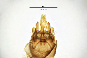 ( - AlucCN)  @11 [ ] by (2025) Omar Lodovici Museo Civico Scienze Naturali Bergamo