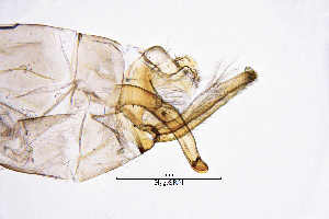  (Hydropsyche gereckei - HygeSR)  @11 [ ] by (2025) Omar Lodovici Museo Civico Scienze Naturali Bergamo