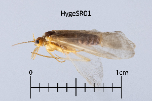  ( - HygeSR)  @11 [ ] by (2025) Omar Lodovici Museo Civico Scienze Naturali Bergamo