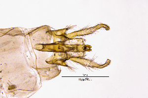  ( - HygeSR)  @11 [ ] by (2025) Omar Lodovici Museo Civico Scienze Naturali Bergamo
