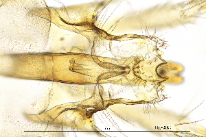  ( - HygeSR)  @11 [ ] by (2025) Omar Lodovici Museo Civico Scienze Naturali Bergamo
