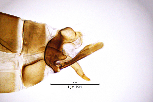  (Hydropsyche morettii - HymoPA)  @11 [ ] by (2025) Omar Lodovici Museo Civico Scienze Naturali Bergamo