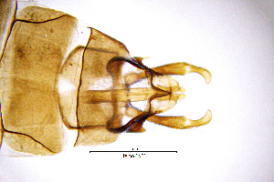  ( - HymoPA)  @11 [ ] by (2025) Omar Lodovici Museo Civico Scienze Naturali Bergamo