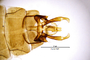  ( - HymoPA)  @11 [ ] by (2025) Omar Lodovici Museo Civico Scienze Naturali Bergamo