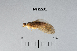  ( - HysaSS)  @11 [ ] by (2025) Omar Lodovici Museo Civico Scienze Naturali Bergamo