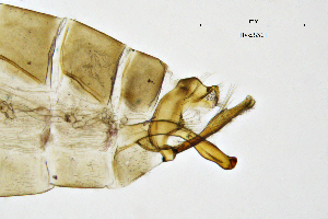  (Hydropsyche sattleri - HysaSS)  @11 [ ] by (2025) Omar Lodovici Museo Civico Scienze Naturali Bergamo