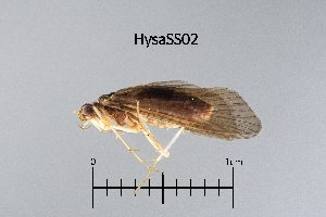  ( - HysaSS)  @11 [ ] by (2025) Omar Lodovici Museo Civico Scienze Naturali Bergamo