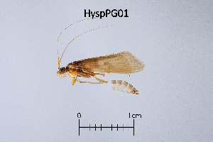  (Hydropsyche spiritoi - HyspPG)  @11 [ ] by (2025) Omar Lodovici Museo Civico Scienze Naturali Bergamo