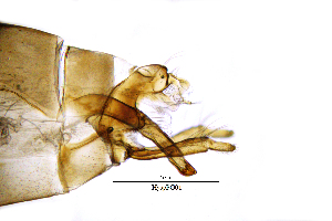  ( - HyspPG)  @11 [ ] by (2025) Omar Lodovici Museo Civico Scienze Naturali Bergamo