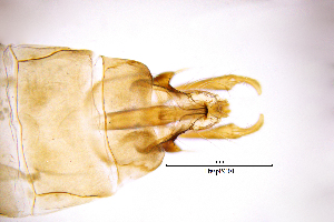  ( - HyspPG)  @11 [ ] by (2025) Omar Lodovici Museo Civico Scienze Naturali Bergamo