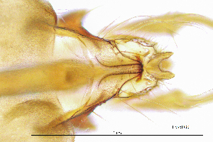  ( - HyspPG)  @11 [ ] by (2025) Omar Lodovici Museo Civico Scienze Naturali Bergamo