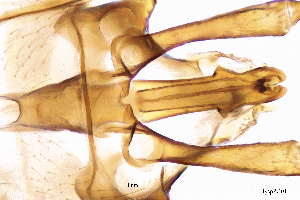  ( - HyspPG)  @11 [ ] by (2025) Omar Lodovici Museo Civico Scienze Naturali Bergamo