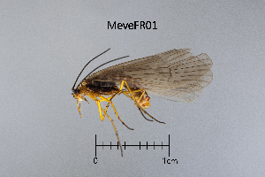  (Melampophylax vestinorum - MeveFR)  @11 [ ] by (2025) Omar Lodovici Museo Civico Scienze Naturali Bergamo