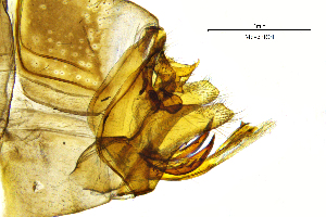  ( - MeveFR)  @11 [ ] by (2025) Omar Lodovici Museo Civico Scienze Naturali Bergamo
